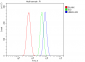 Anti-UBE3A Picoband™ Antibody (monoclonal, 8I3)